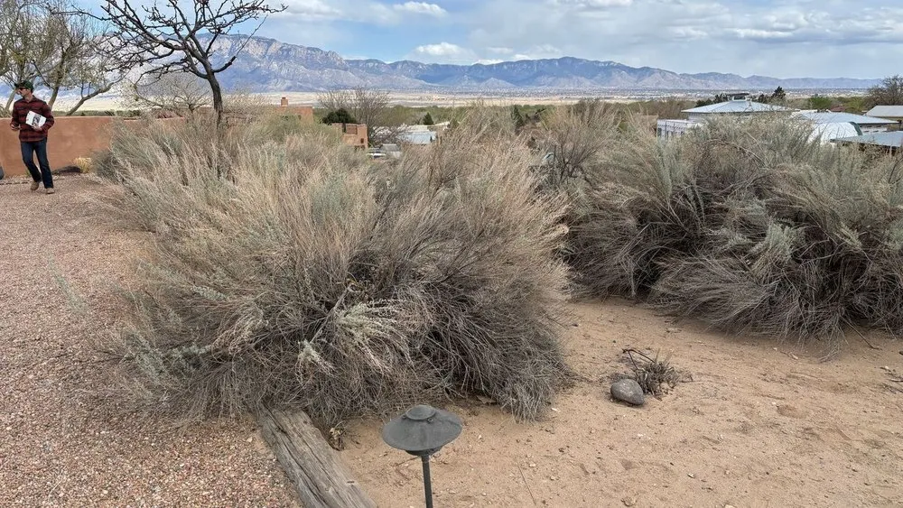 Expert yard maintenance experts serving Albuquerque, NM - Shelly Landscaping