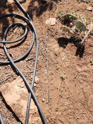 Shelly Landscaping Logo