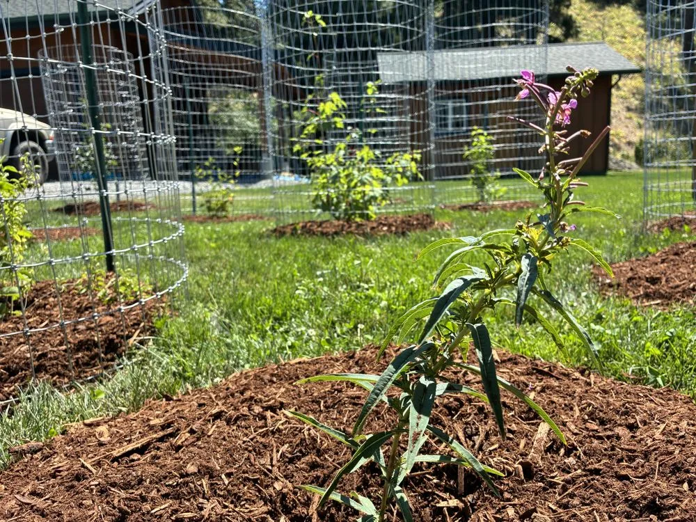 Custom lawn care service in Leavenworth, WA by Shelter & Seeds