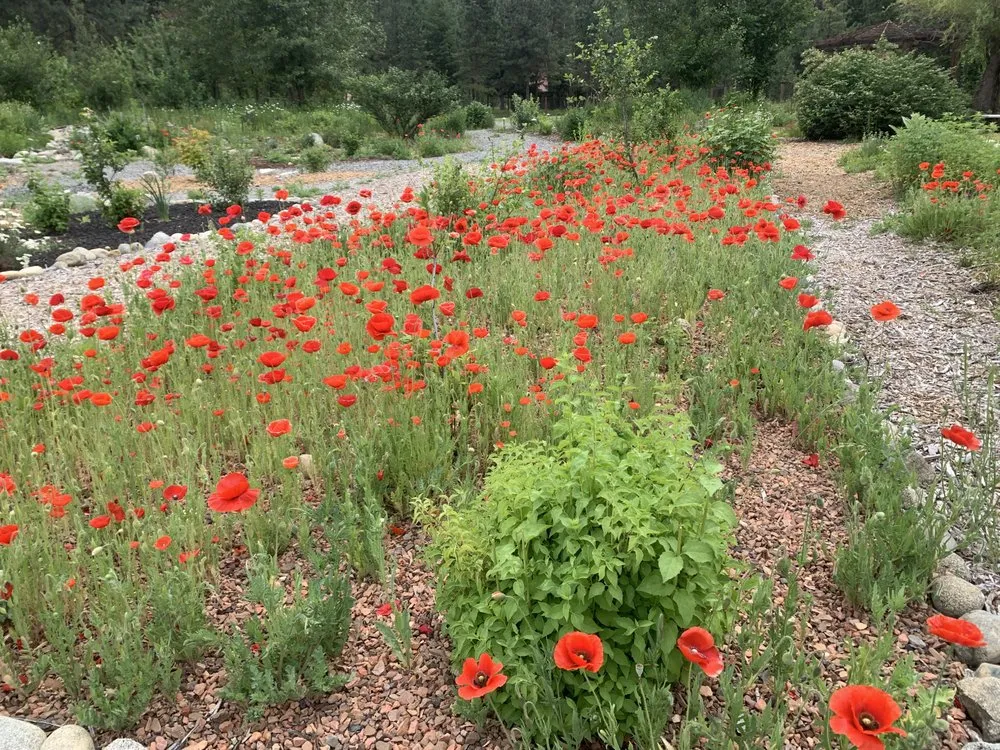 Trusted residential landscaping in Leavenworth, WA - Shelter & Seeds