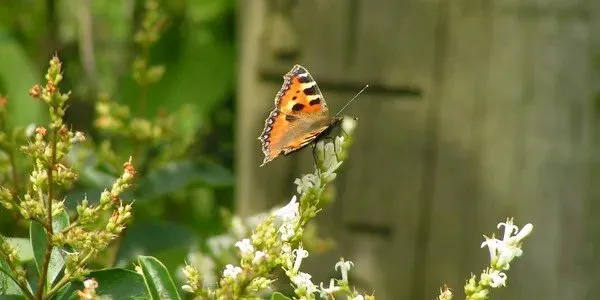 Reliable yard cleanup service in Fairfield, CT - Shelter Rock Landscaping