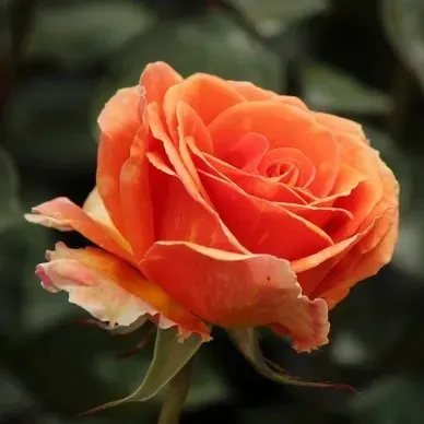 Reliable lawn care service in Fairfield, CT - Shelter Rock Landscaping