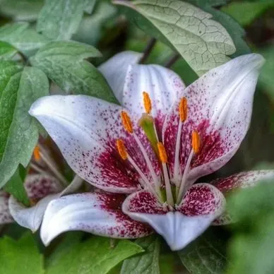 Local landscaping services near you across Fairfield, CT - Shelter Rock Landscaping