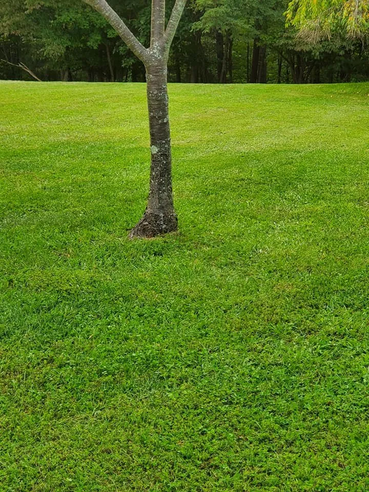Professional landscape design in Goode, VA - Shema Lawn Care