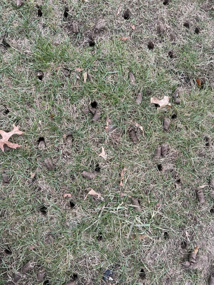 Expert lawn mowing service experts serving Indianola, IA - Shep Boys Lawn And Tree Service