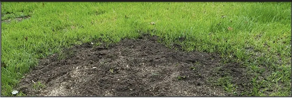 Top-rated residential landscaping experts serving Fort White, FL - Shepard and Son's
