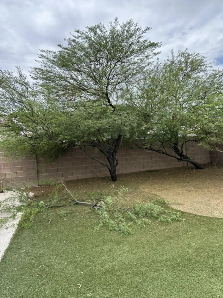 Top-rated lawn care service experts serving Las Vegas, NV - Shepherd Landscaping and Maintenance