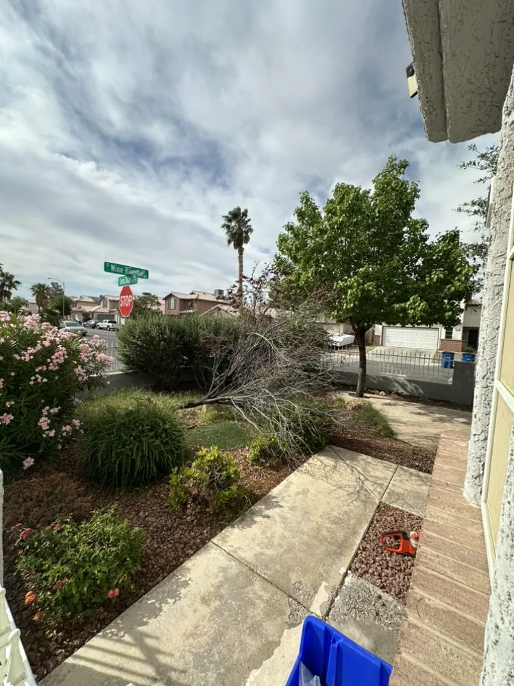 Custom yard maintenance in Las Vegas, NV by Shepherd Landscaping and Maintenance