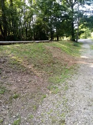 Shepherd Lawn Care Logo