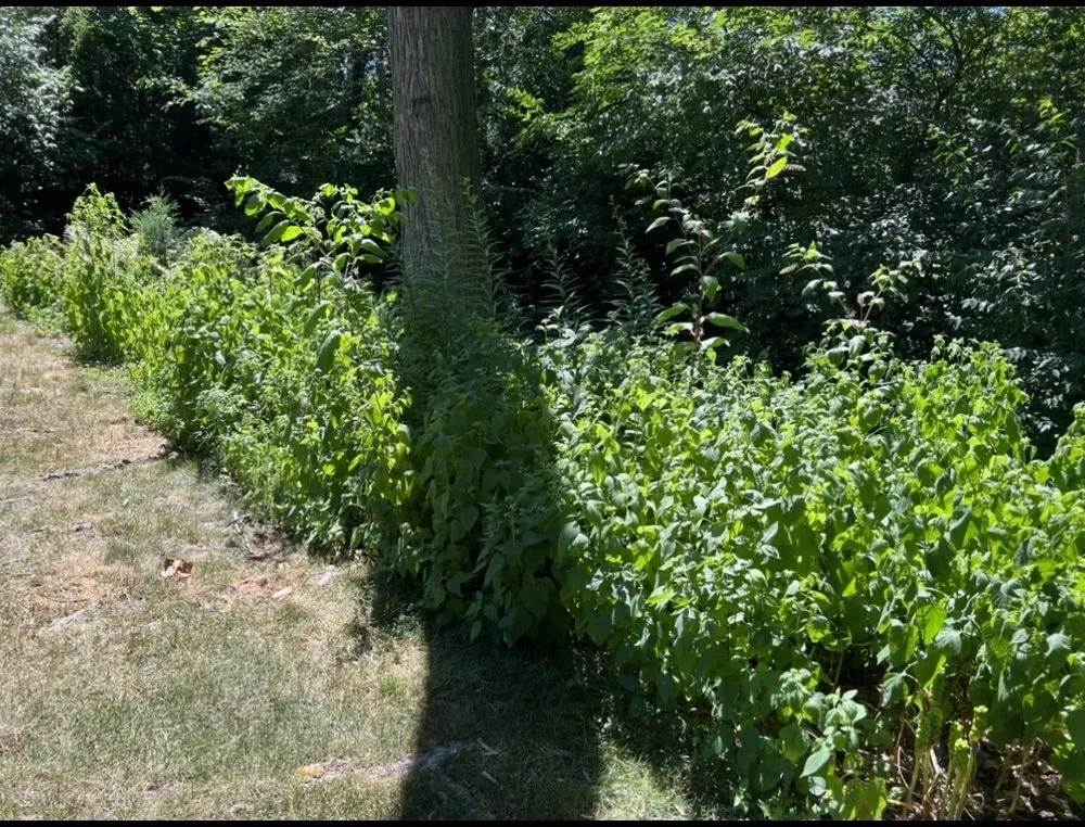 Trusted outdoor landscaping experts serving Indianapolis, IN - Shepherds Landscaping