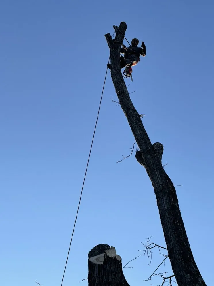 Professional yard cleanup service near you in Bowling Green, KY by Shepherds Lawn and Tree Service