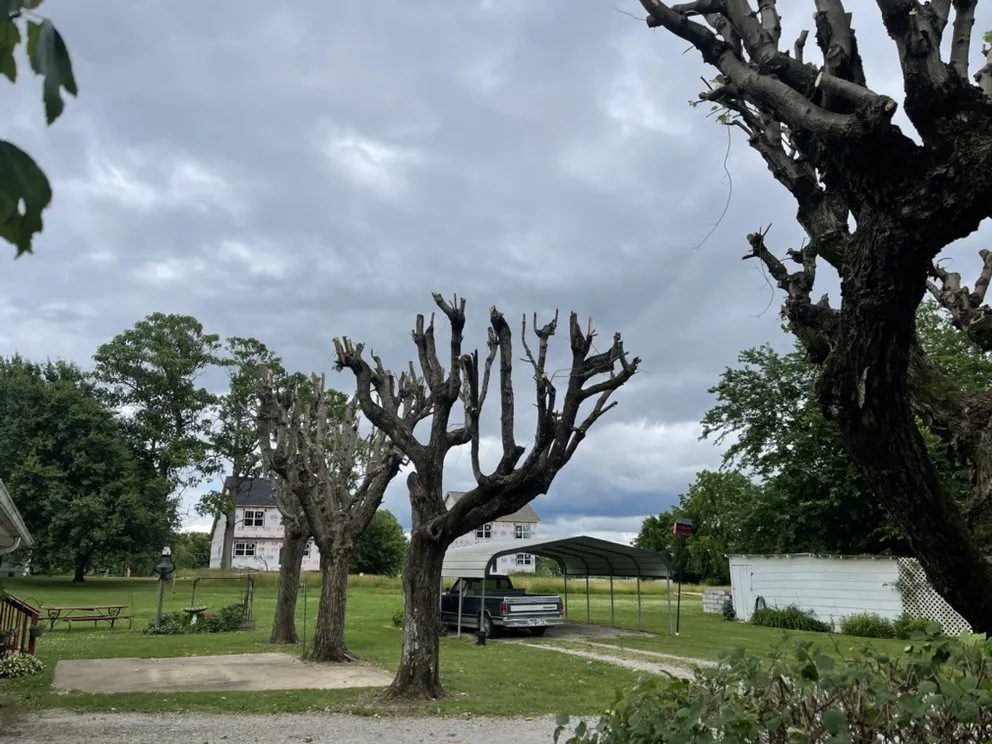 Trusted lawn mowing service for year-round maintenance in Bowling Green, KY by Shepherds Lawn and Tree Service