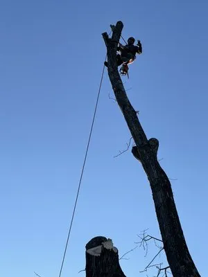 Shepherds Lawn and Tree Service Logo