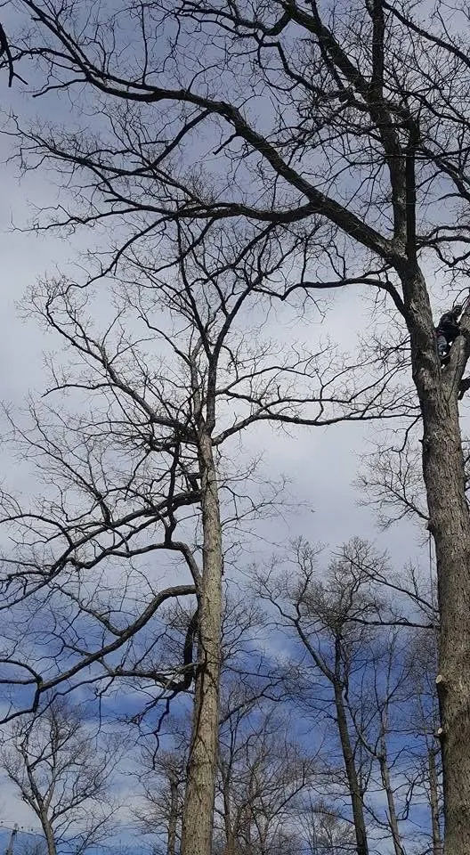 Top-rated residential landscaping for year-round maintenance in Milford, MI by Shepps Tree & Outdoor Svc
