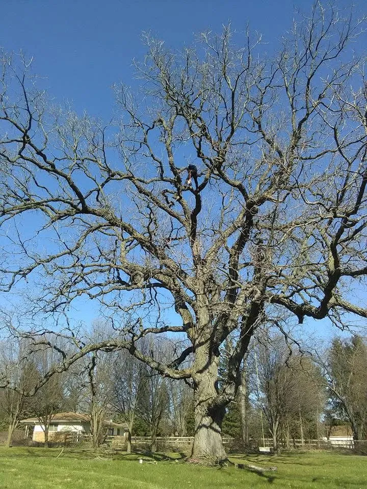 Local residential landscaping in Milford, MI by Shepps Tree & Outdoor Svc