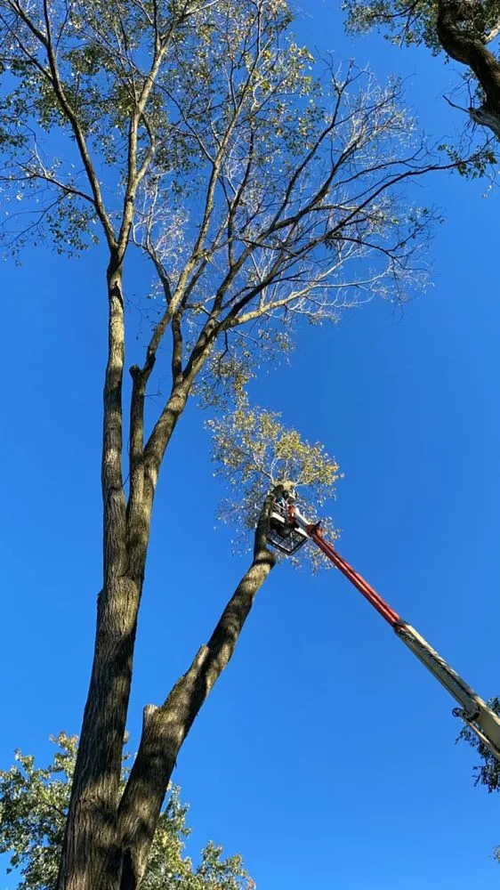 Local landscaping services in Milford, MI - Shepps Tree & Outdoor Svc