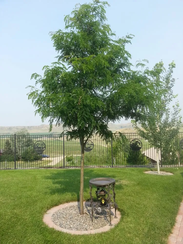 Professional yard cleanup service in Sheridan, WY - Sheridan Lawn & Landscaping