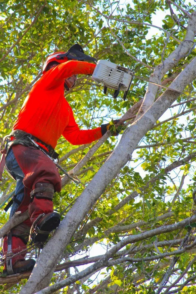Top-rated yard maintenance in Delray Beach, FL by Sherlock Tree Company