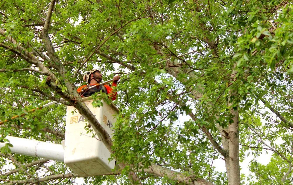 Trusted outdoor landscaping experts serving Delray Beach, FL - Sherlock Tree Company