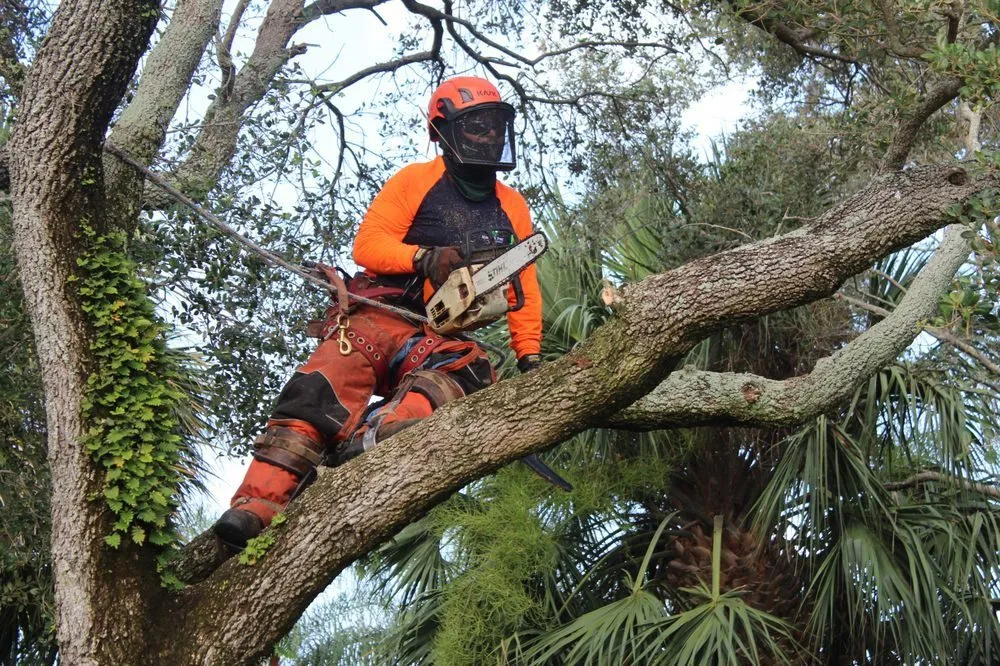 Top-rated landscape design in Delray Beach, FL by Sherlock Tree Company
