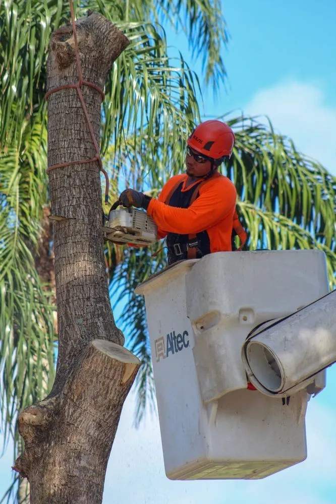 Professional lawn mowing service for year-round maintenance in Delray Beach, FL by Sherlock Tree Company