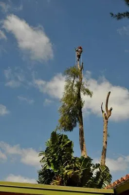 Sherlock Tree Company Logo