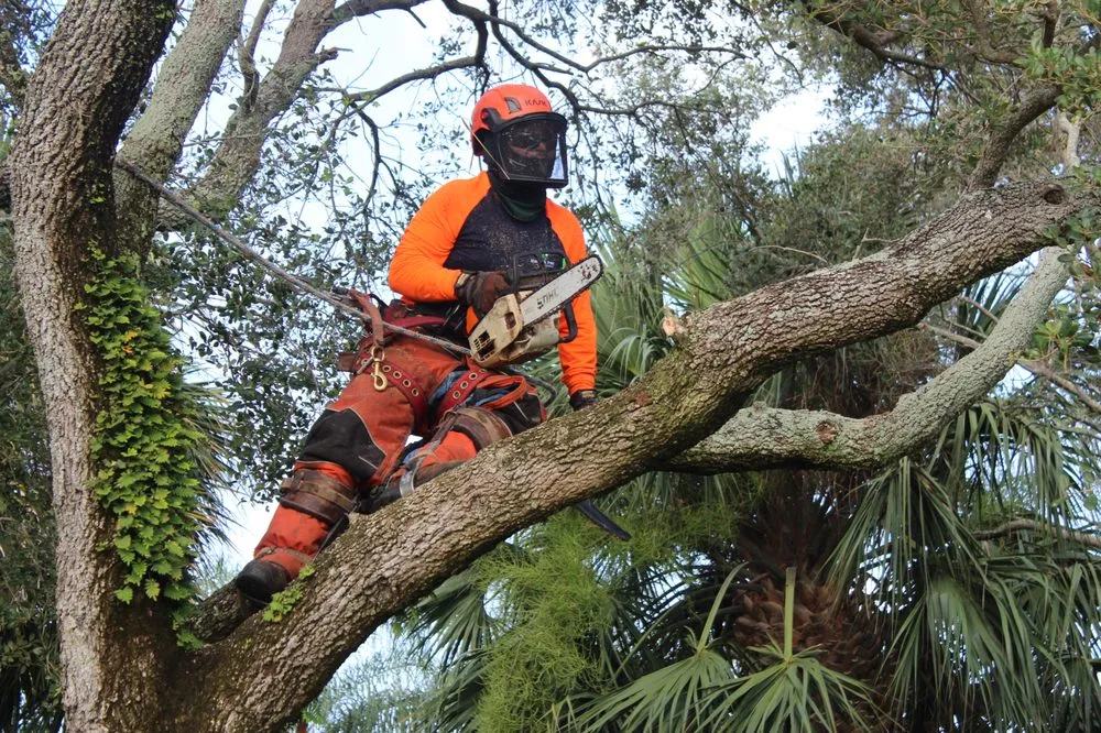 Affordable yard cleanup service in Pompano Beach, FL by Sherlock Tree Company