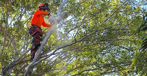 Custom lawn mowing service for residential properties across Pompano Beach, FL - Sherlock Tree Company