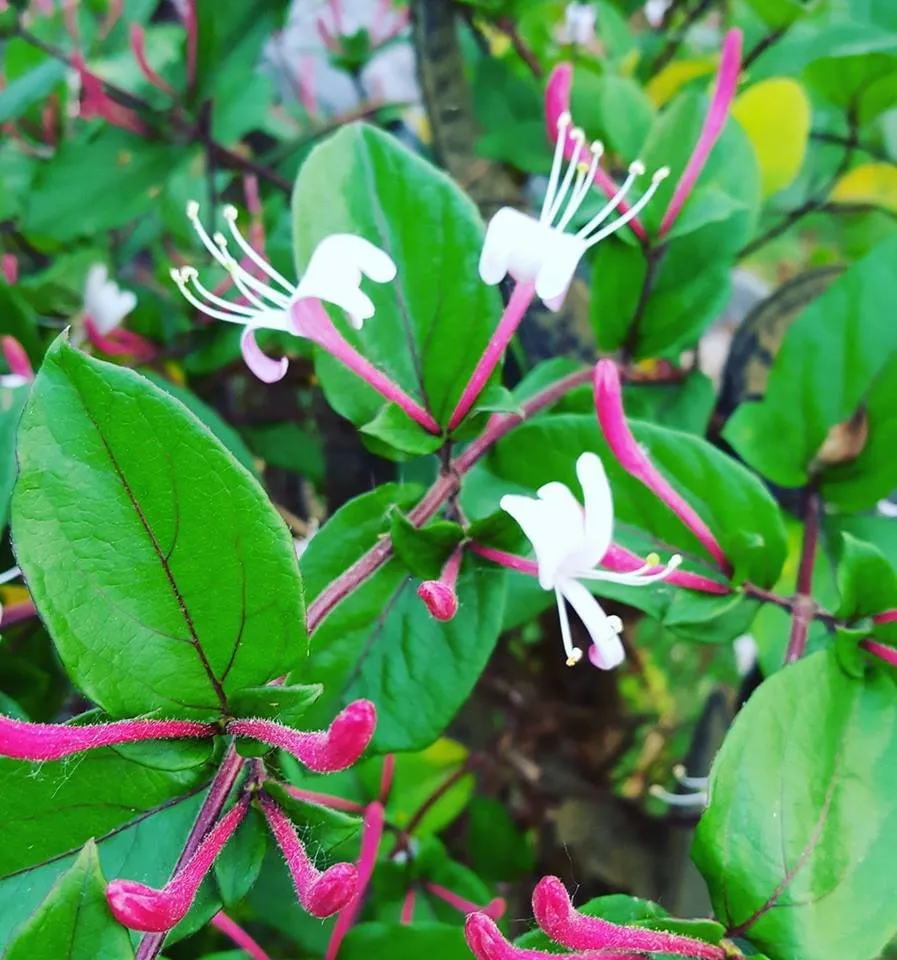 Reliable landscape design in Columbus, MI by Sherman Nursery Farms