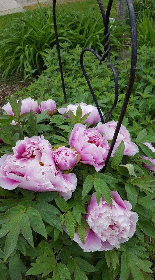 Reliable landscaping services experts serving Columbus, MI - Sherman Nursery Farms