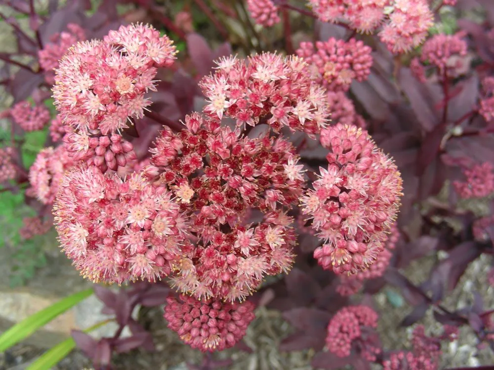 Professional landscape design experts serving Columbus, MI - Sherman Nursery Farms