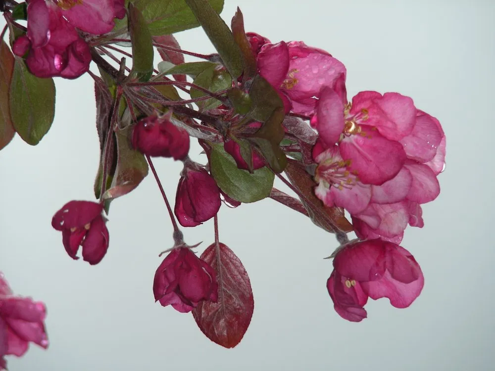 Reliable lawn care service experts serving Columbus, MI - Sherman Nursery Farms