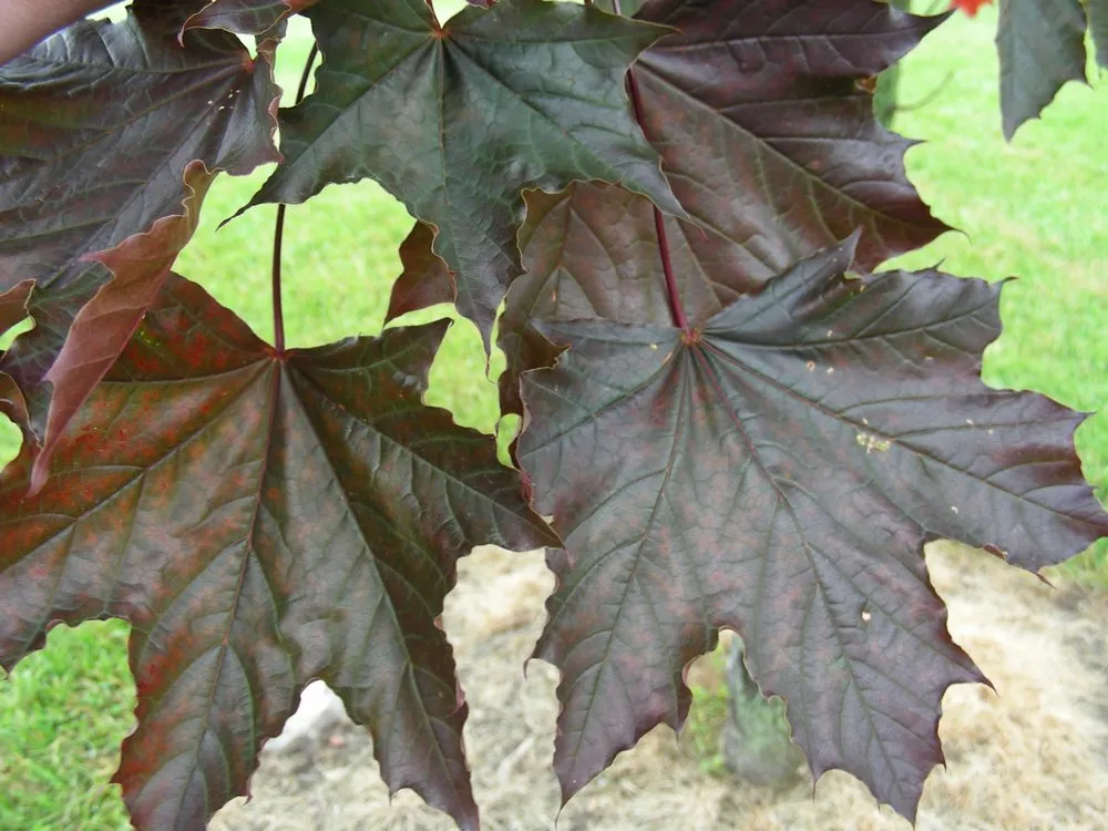 Expert yard maintenance for beautiful yards across Columbus, MI - Sherman Nursery Farms