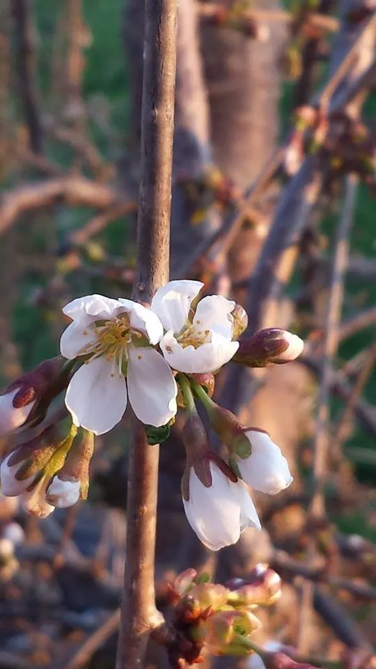 Reliable lawn mowing service for residential properties across Columbus, MI - Sherman Nursery Farms