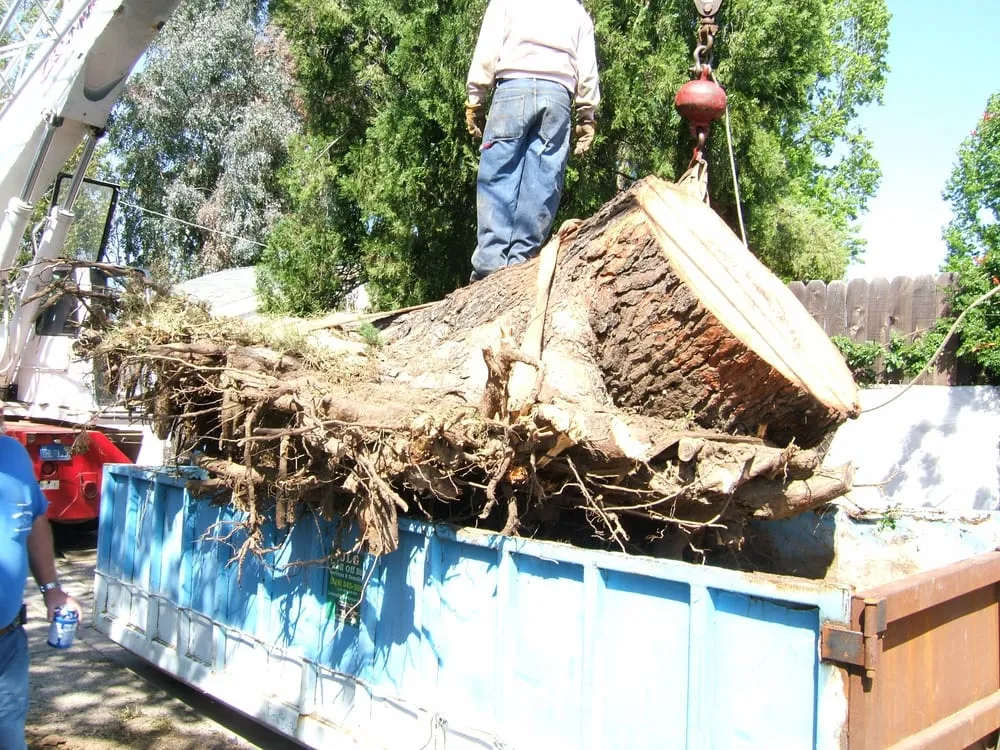 Professional garden landscaping in Sherman Oaks, CA - Sherman Oaks Landscaping