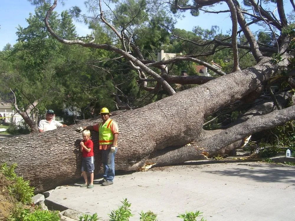 Affordable outdoor landscaping experts serving Beverly Hills, CA - Sherman Oaks Tree Service