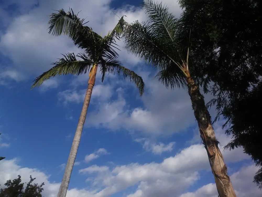 Trusted landscape design for beautiful yards in Sherman Oaks, CA by Sherman Oaks Tree Service