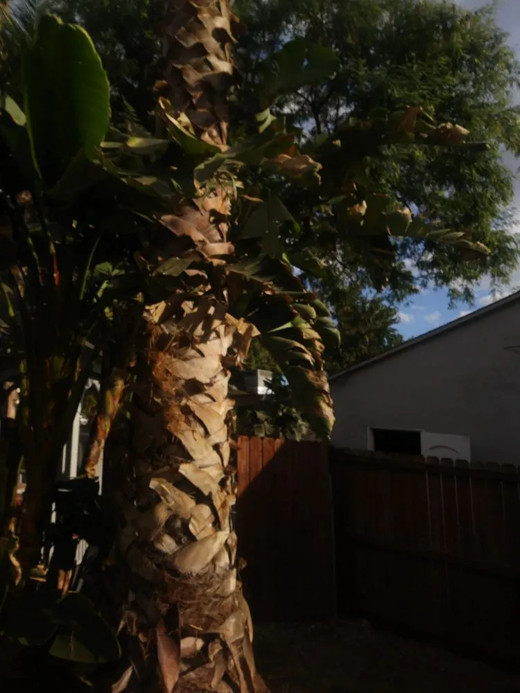 Local yard maintenance for residential properties across Sherman Oaks, CA - Sherman Oaks Tree Service
