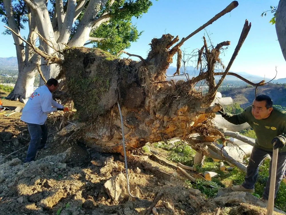 Trusted residential landscaping in Sherman Oaks, CA by Sherman Oaks Tree Service