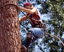 Local yard cleanup service for beautiful yards across Sherman Oaks, CA - Sherman Oaks Tree Service