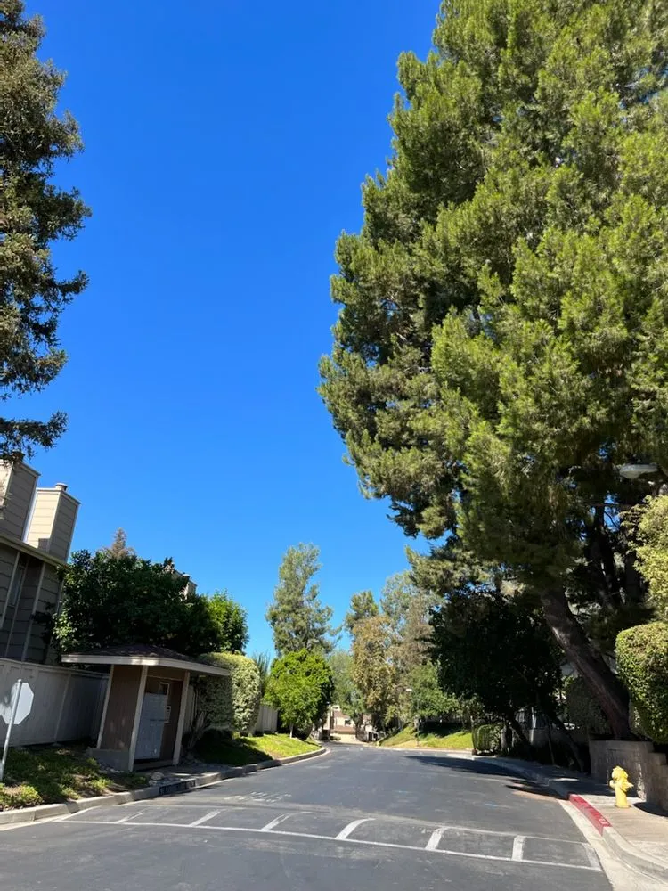 Trusted yard maintenance experts serving Sherman Oaks, CA - Sherman Oaks Tree Service