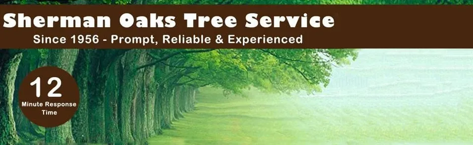 Reliable landscaping services near you across Sherman Oaks, CA - Sherman Oaks Tree Service