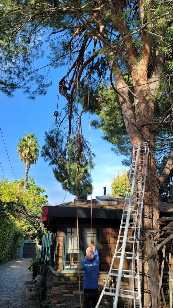 Reliable lawn care service with custom design in Sherman Oaks, CA by Sherman Oaks Tree Service