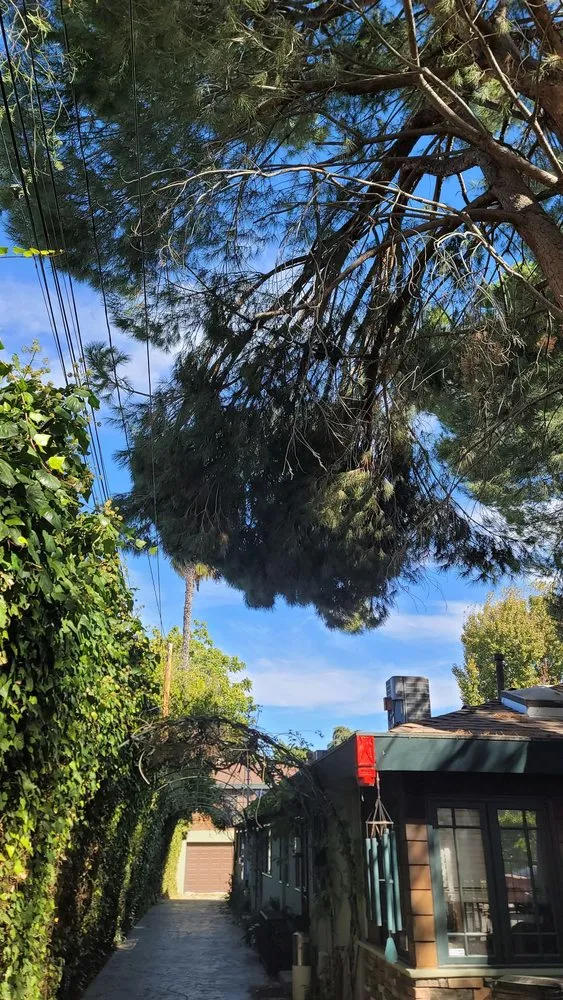 Professional yard cleanup service experts serving Sherman Oaks, CA - Sherman Oaks Tree Service