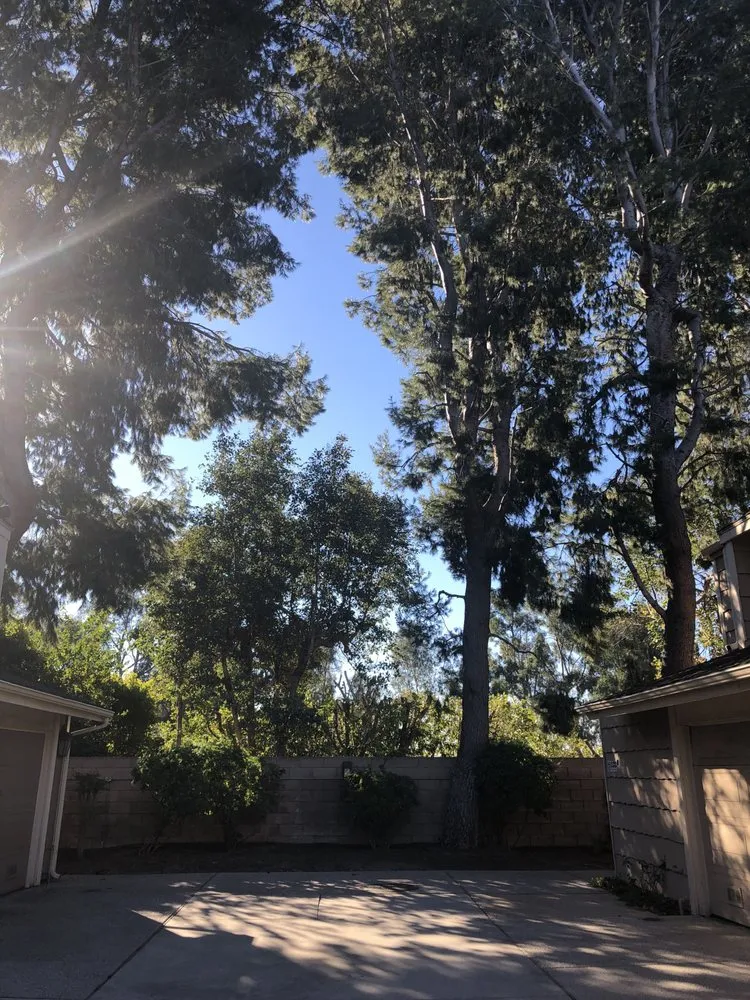 Trusted lawn care service experts serving Sherman Oaks, CA - Sherman Oaks Tree Service