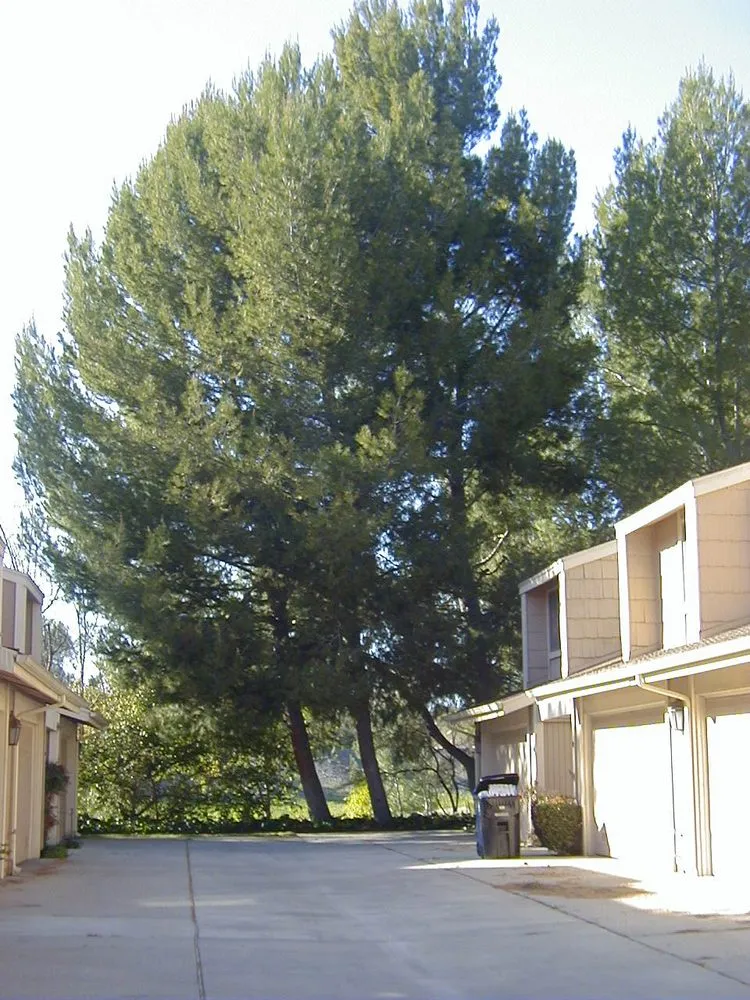 Custom yard maintenance in Sherman Oaks, CA - Sherman Oaks Tree Service