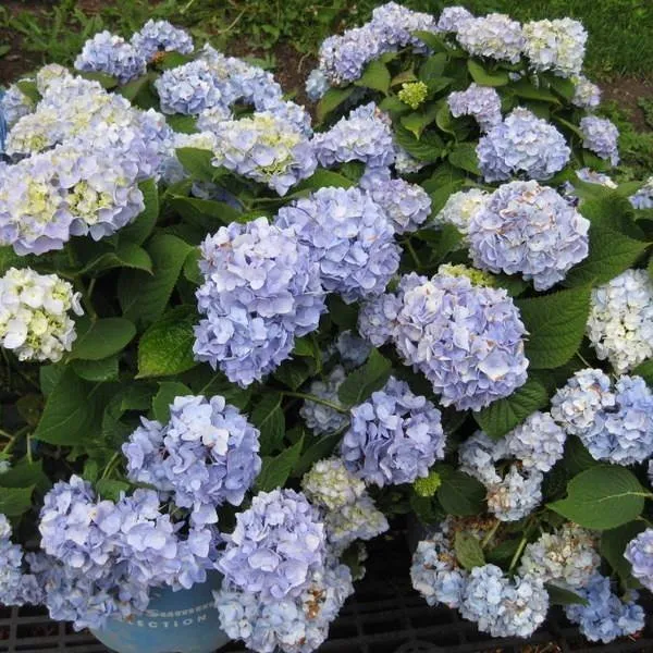 Custom lawn care service in Rochester, MI by Sherwood Forest Garden Center