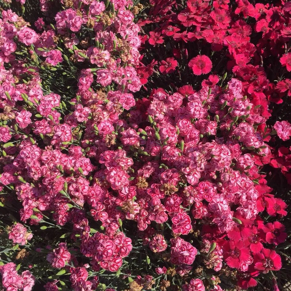 Local yard maintenance with custom design across Rochester, MI - Sherwood Forest Garden Center