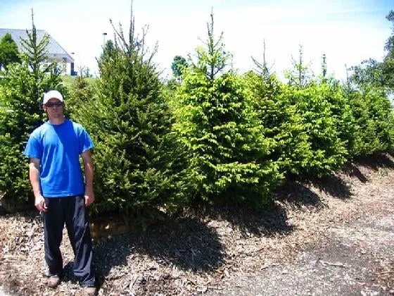 Custom landscape installation experts serving Rochester, MI - Sherwood Forest Garden Center