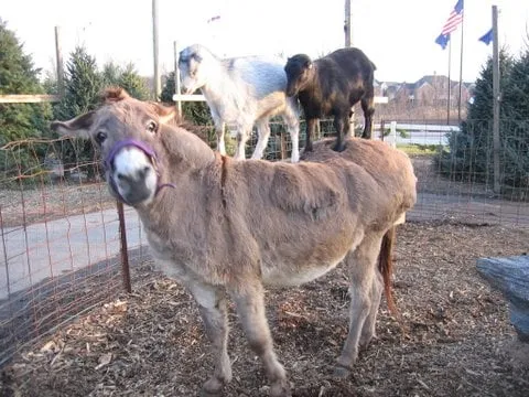 Local landscape installation near you in Rochester, MI by Sherwood Forest Garden Center